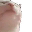 Twitch Emote CatJam : Dancing cat